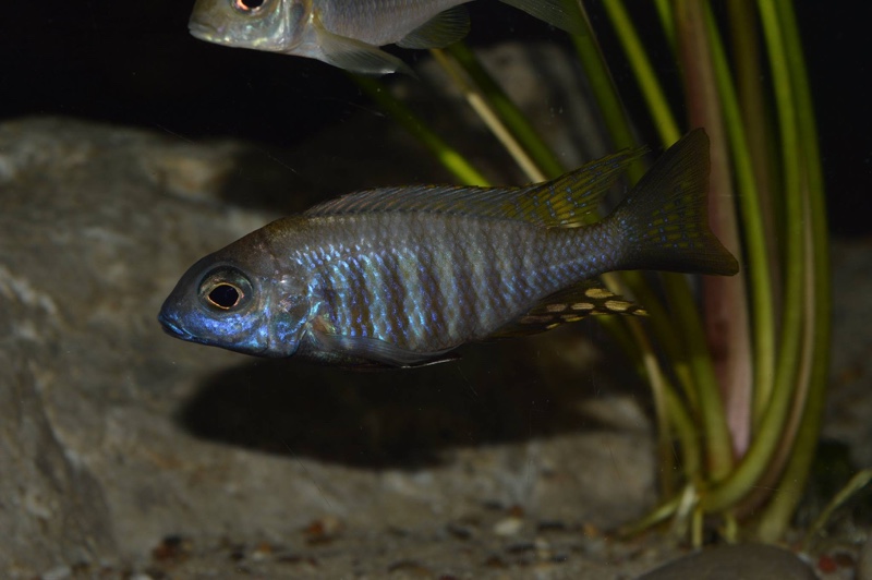 Aulonocara brevinidus